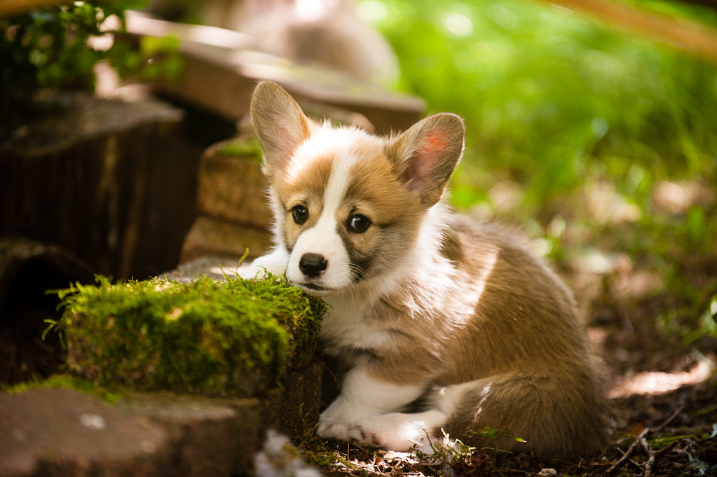 A small corgi puppy with a sad look on its face sitting against a rock