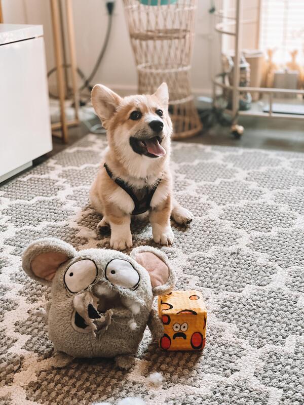 Adobo the corgi is a destructive dog. He has destroyed his favourite mouse toy in his home. Inside the mouse toy, he has revealed a smaller block of cheese toy. Adobo is smiling. The faces on the mouse and cheese look scared.