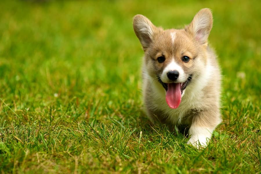 How to Name Your Corgi? 6 Fun Ways You Can Try Right Now