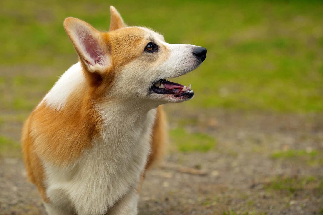 Do Corgis Bark a Lot? Why They Bark, What It Means, and What You Can Do