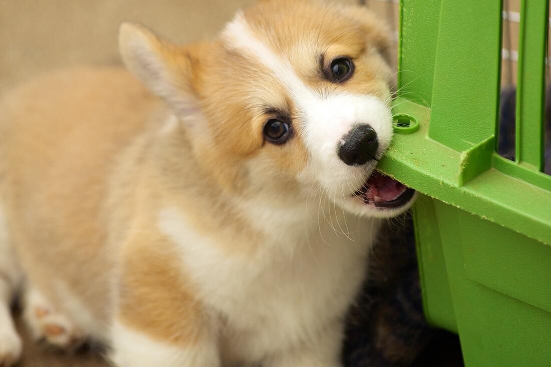 Do Corgis Chew a Lot? How to Stop Your Corgi From Chewing