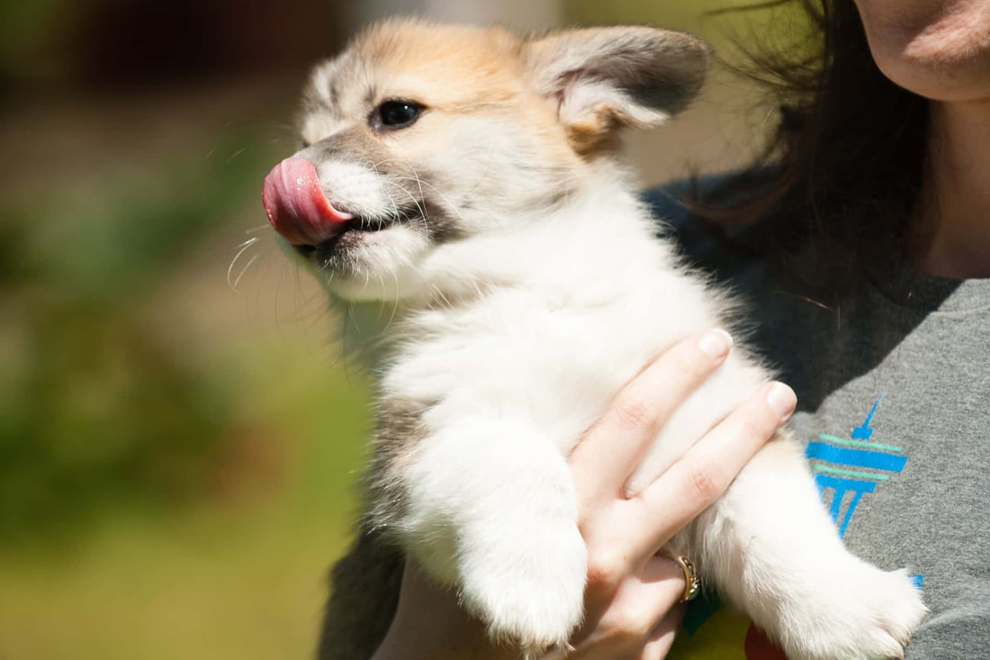 Are Corgis Cuddly? The Truth About This Popular Breed