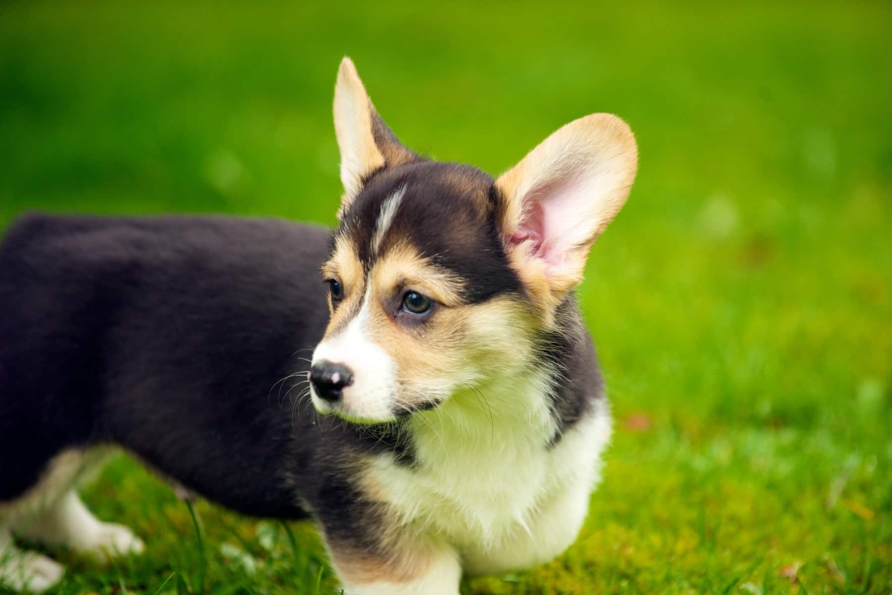 A corgi standing in the grass looking downward toward a treat.