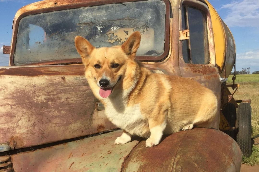 Are Corgis Good Farm Dogs? Why Corgis Might Be the Right Dog for You
