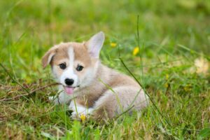 A corgi puppy with floppy ears siting in the grass waiting for their first-time dog owner.