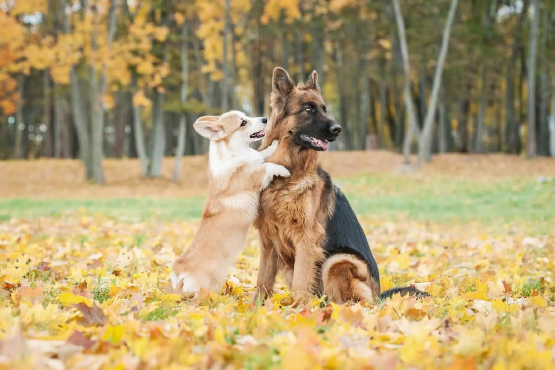 Corgis and German Shepherds love to play. These two are outside playing in the autumn leaves.