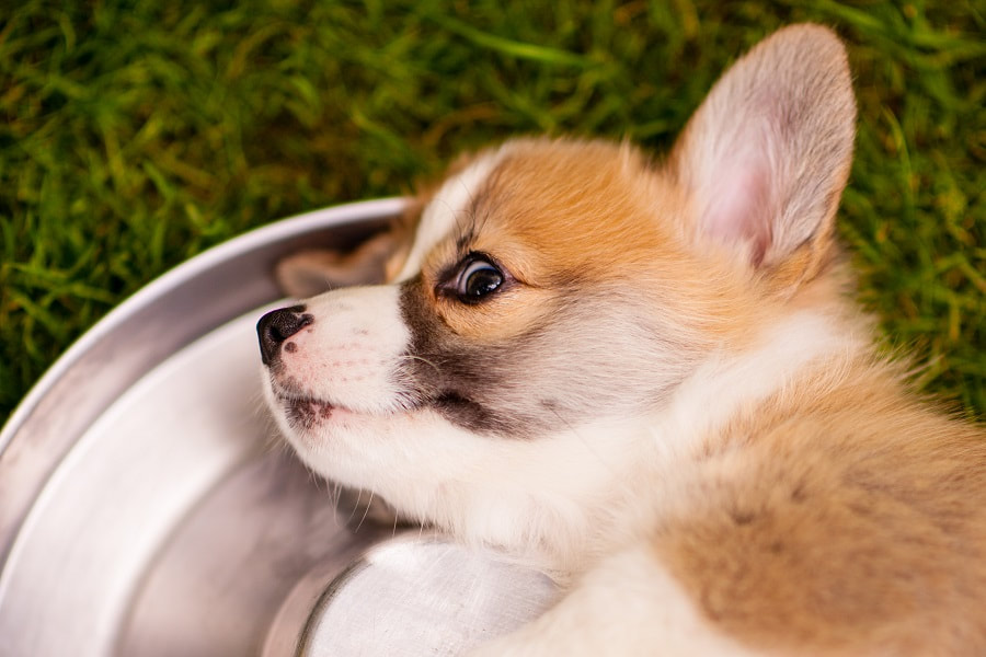 5 Common Corgi Health Problems and How to Prevent Them