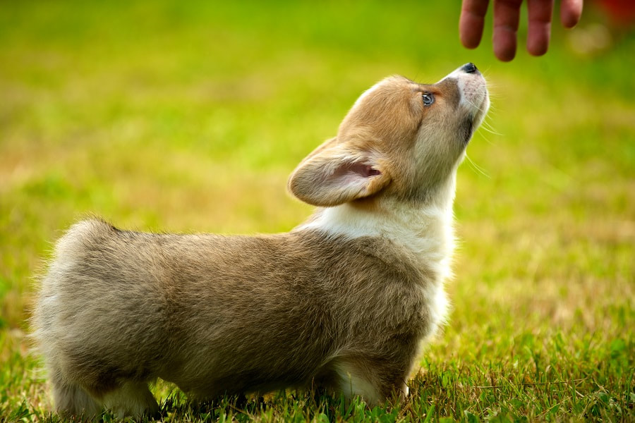 A small corgi puppy reaching its head up towards an extend hand. It is outside. It is learning to heel.
