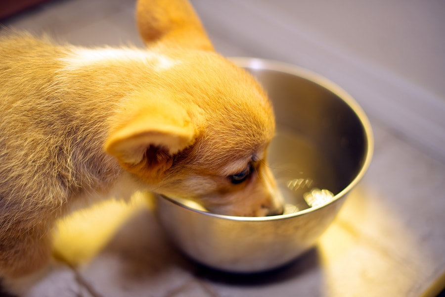 A Pembroke Welsh corgi puppy eating dry food from a small metal bowl.