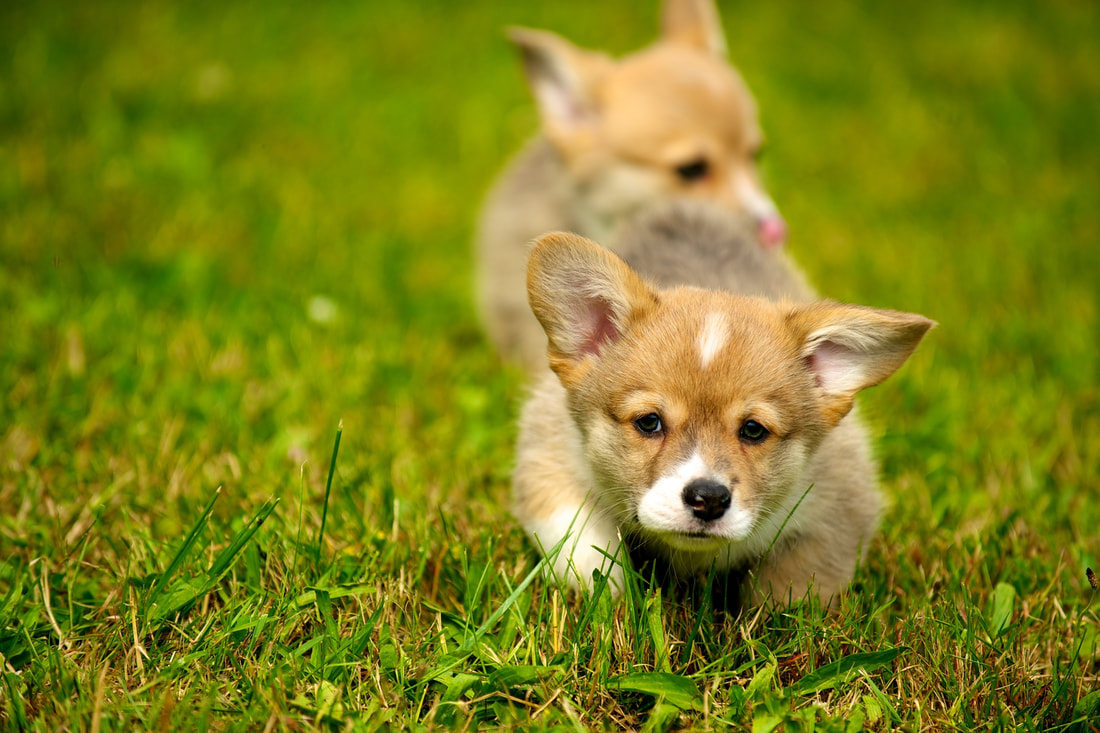 These two corgis are in the grass exploring. They may be possessive of their things.