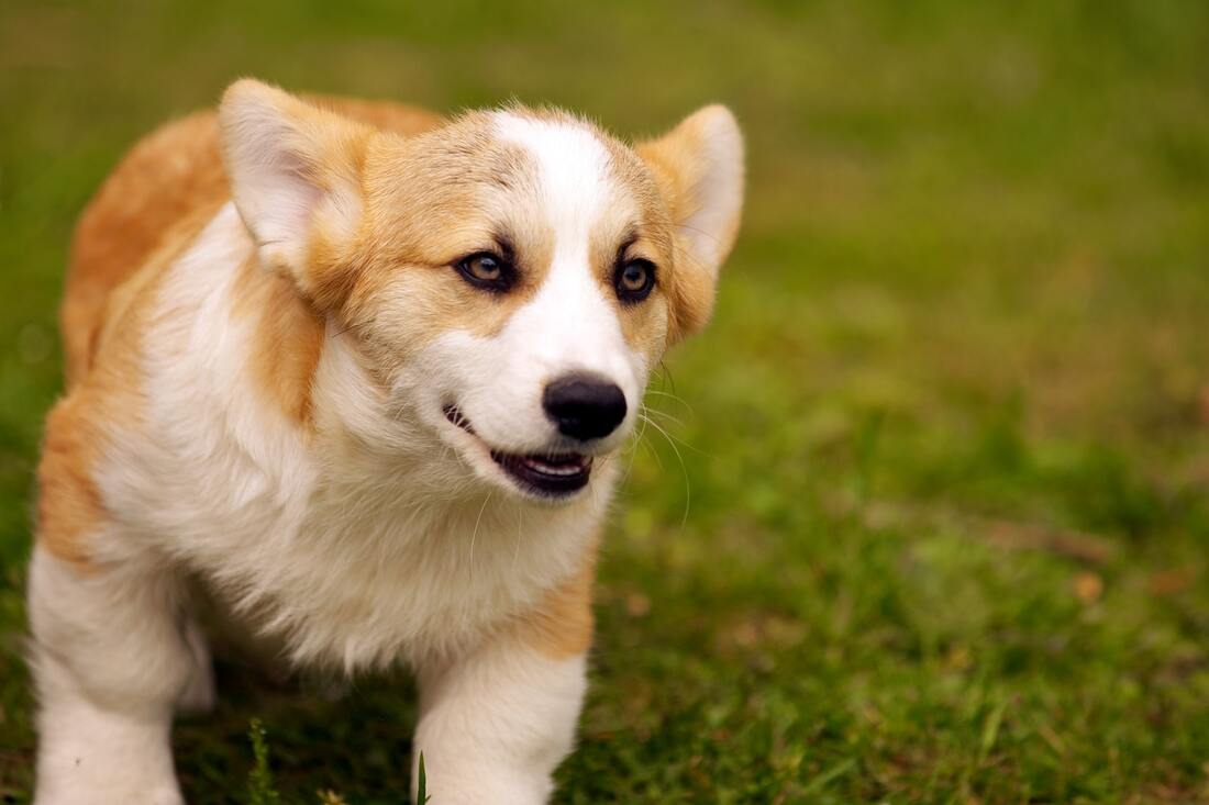 A close-up of a purebred corgi running towards the camera. It is outside in the grass and has a determined look on its face.