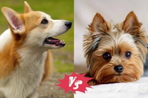 A corgi and a Yorkshire Terrier