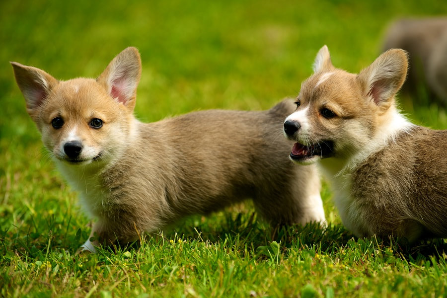 These two corgis are very small outside in the grass.