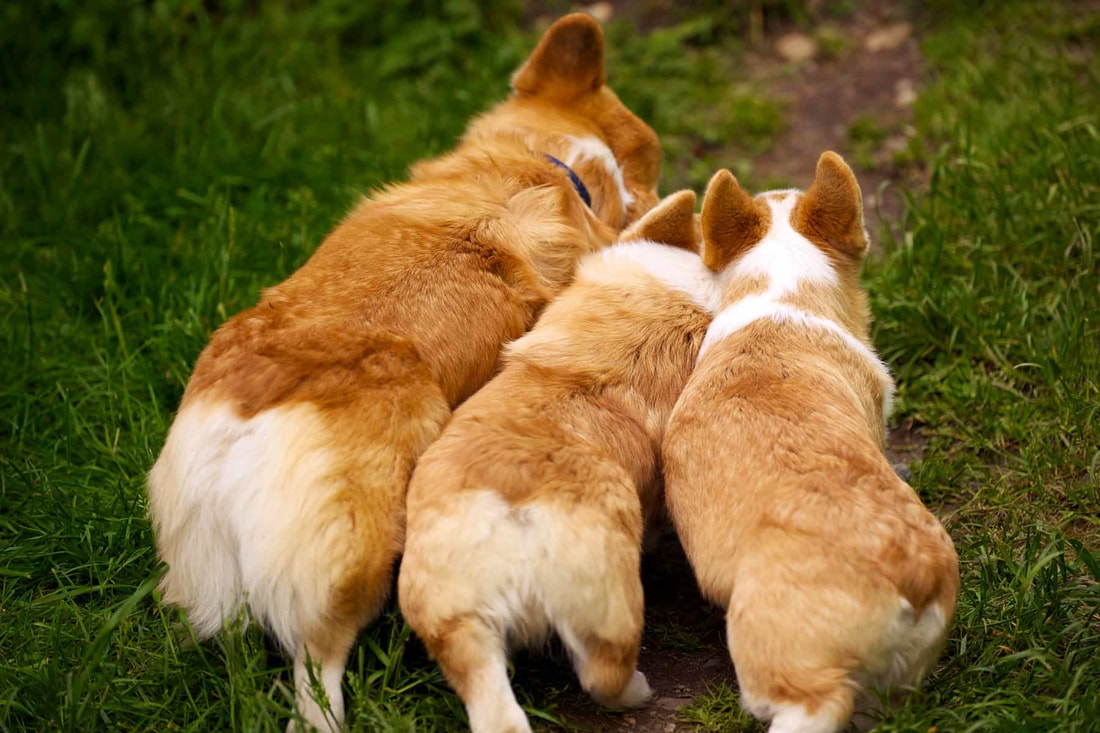 Three Pembroke Welsh corgis outside on the green grass facing away from the camera in a group