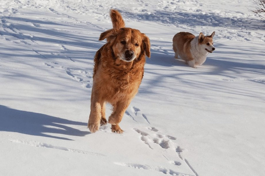 This golden retriever and corgi are playing together in the snow.