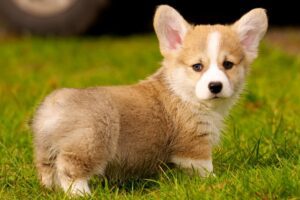 A corgi puppy standing in the grass looking forward towards the camera.