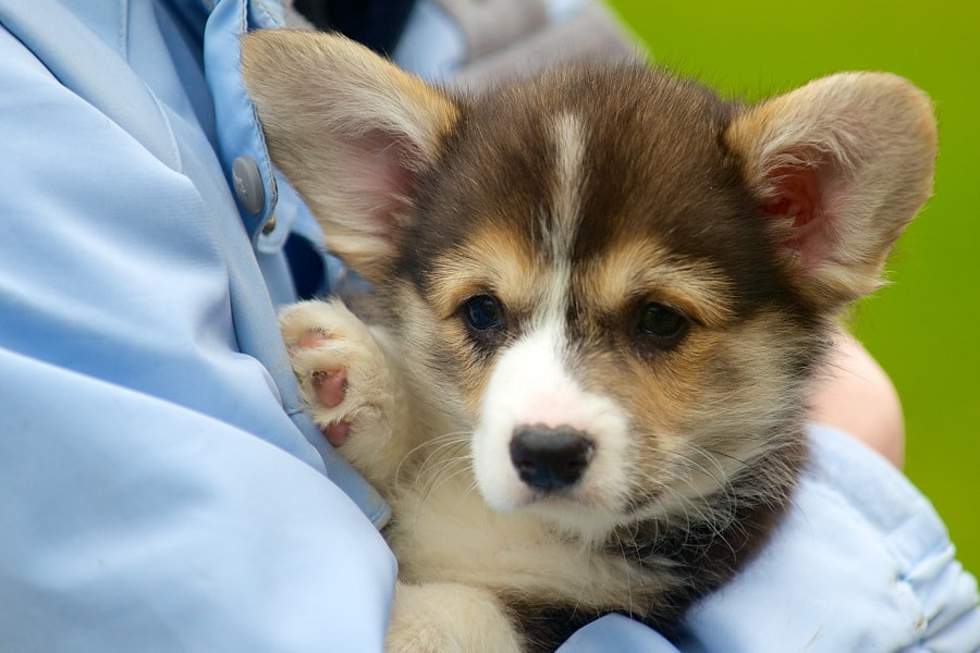 Are corgis hypoallergenic? The fur on this corgi puppy being held may cause allergies for some people.