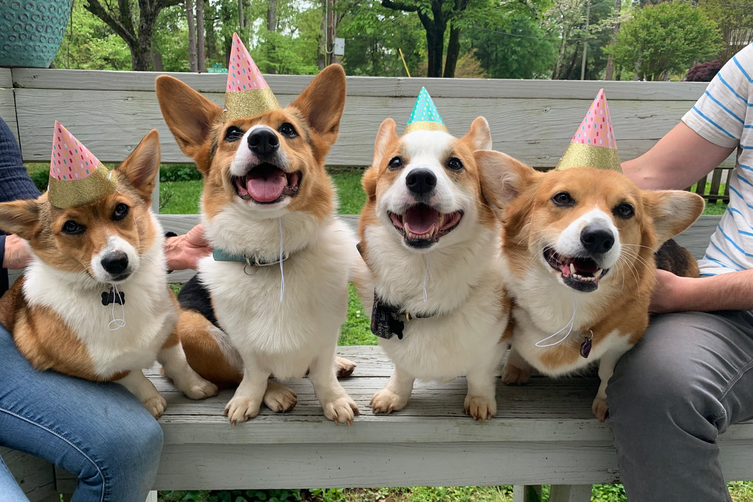 How Do I Plan My Corgi's Birthday Party?