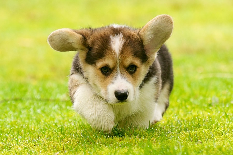 How to Help Your Corgi Live Longer. This happy corgi puppy is running around, which is great for their health.
