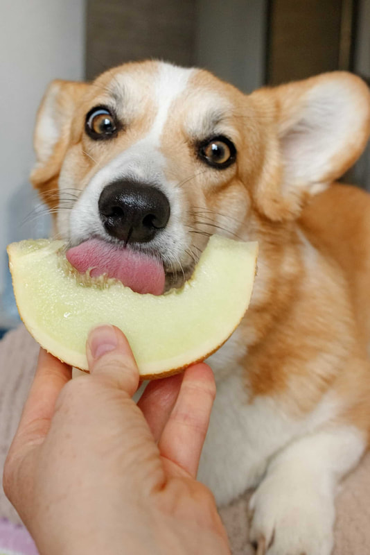 An adult corgi with their tongue out eating a piece of melon.