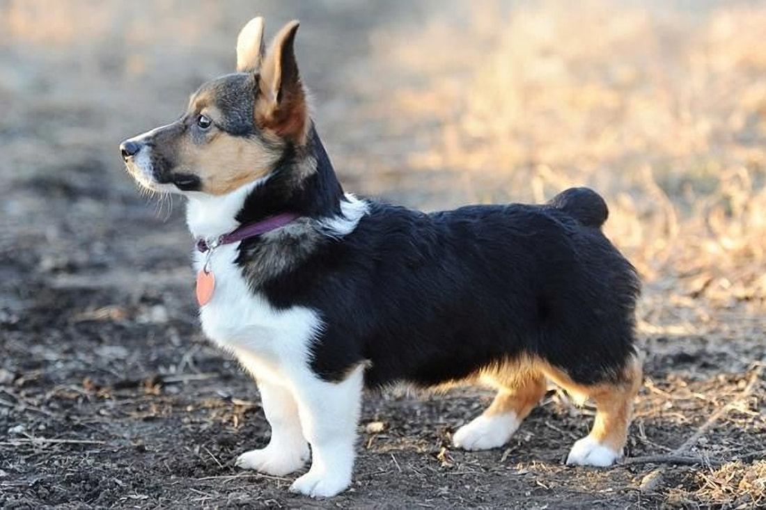 A corgi beagle cross breed dog