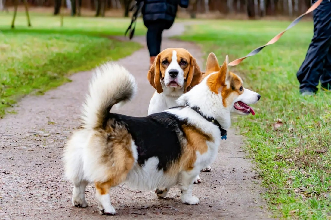 A corgi and beagle together outside in the park