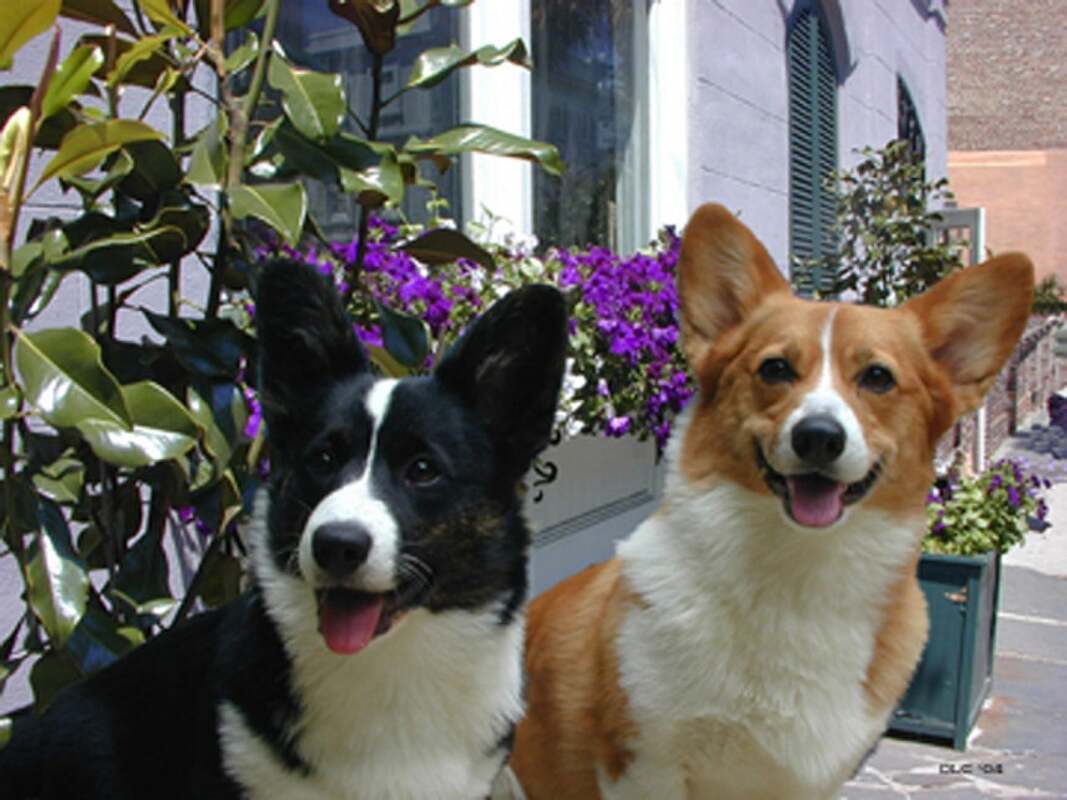 Here are two corgis: A cardigan welsh corgi and a Pembroke welsh corgi. They are standing together. The cardigan is black and white. The pembroke is tan and white.