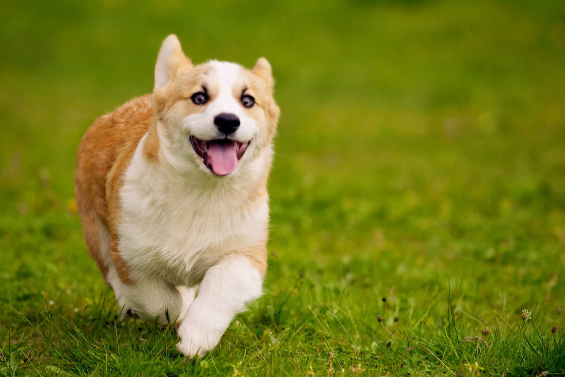 How to Tire Out Your Corgi? 16 Tips to Exercise Your Dog