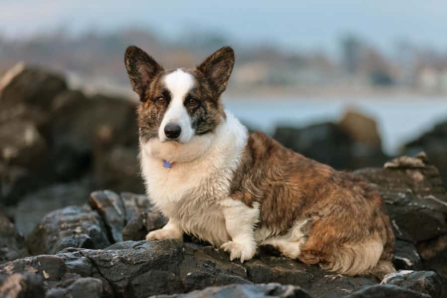 A cardigan welsh corgi sitting on the rocks by the ocean with a forlorn look upon his face.