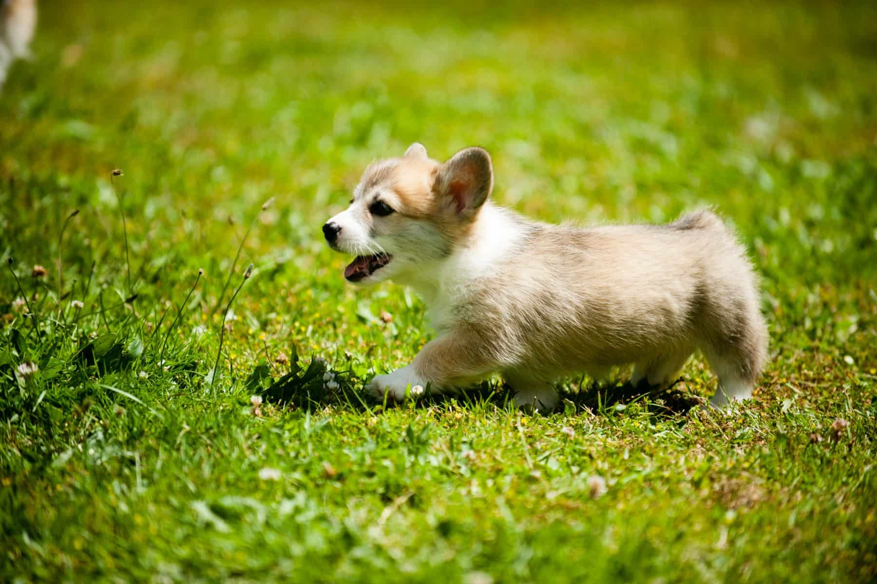 This corgi puppy outside in the grass needs to calm down and relax. It is very energetic and running around.