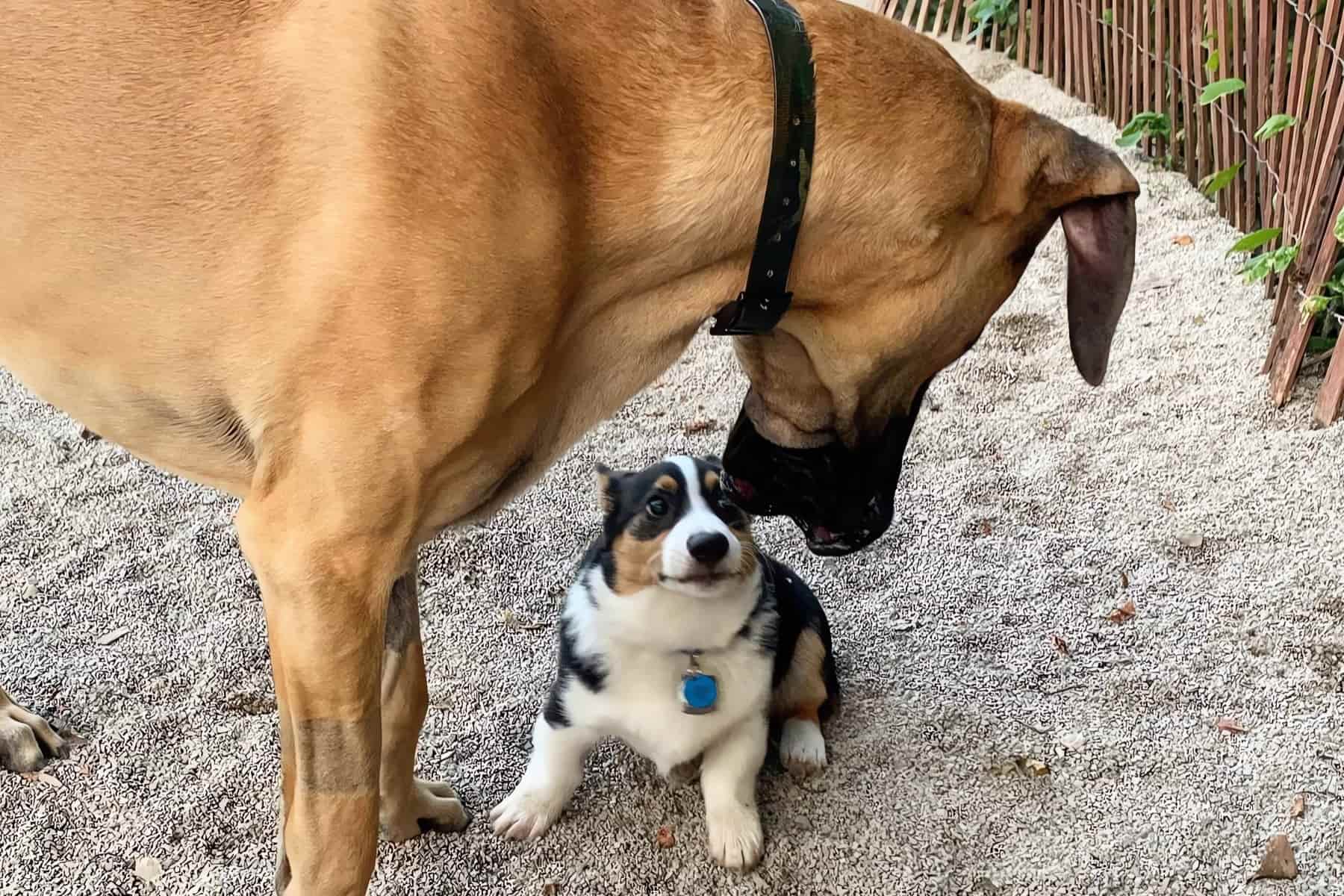 Corgis and Great Danes are wonderful in their own right and can make great pets for the right families. Here you see the Great Dane playing with the smaller corgi.