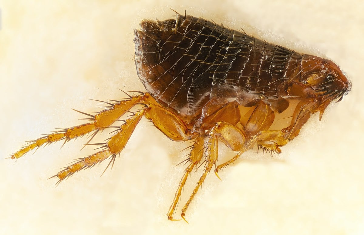 corgi with fleas, closeup on flea