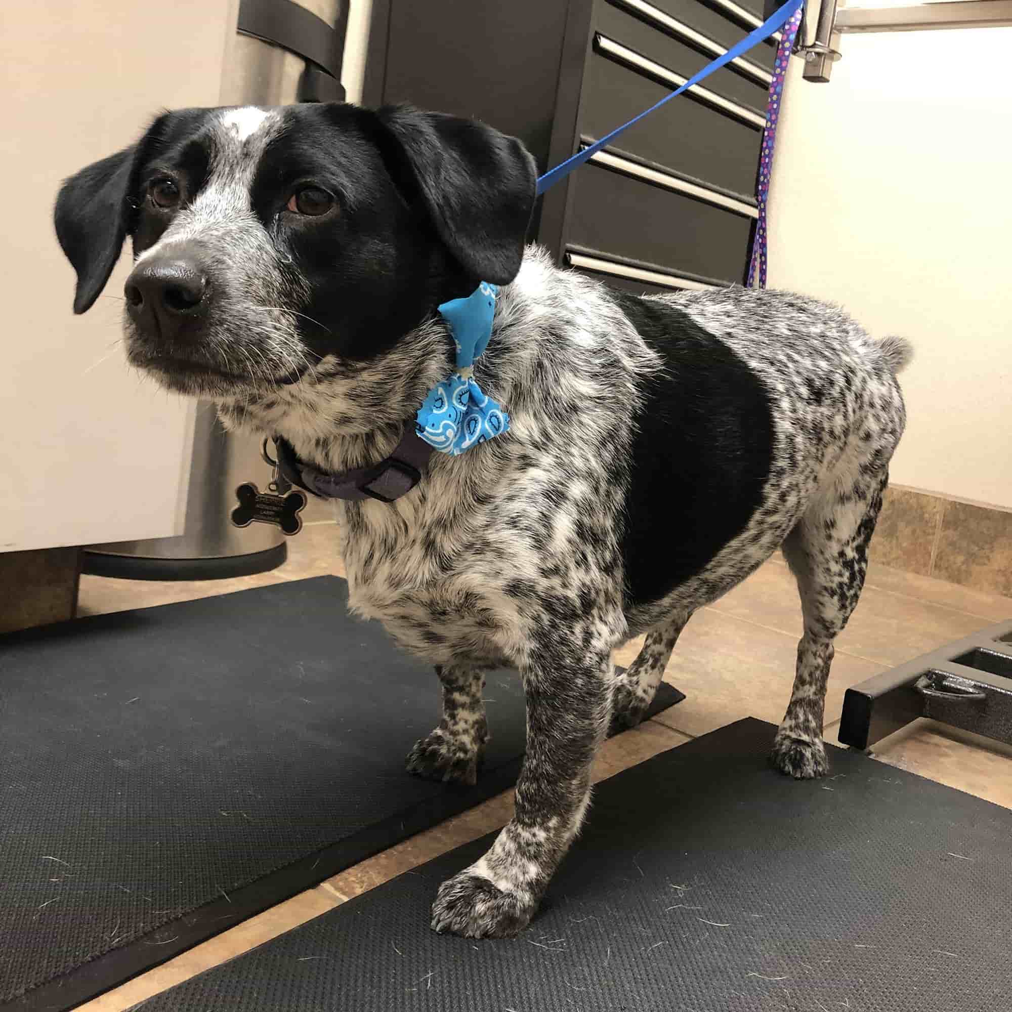 A Corgi x German Shorthair Pointer cross breed dog standing inside a room. Corgis and German Shorthaired Pointers can get along, breed together, and be friends.