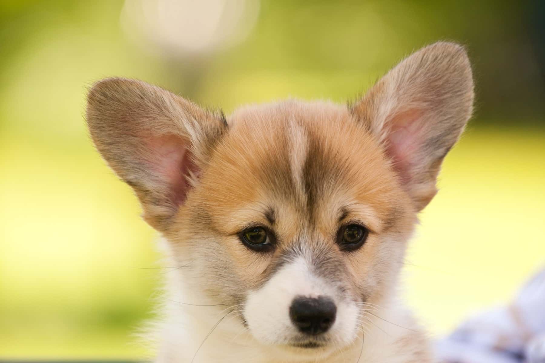 Corgis have whiskers on their face and you can see them close-up on this corgi puppy. Yay, corgi whiskers!