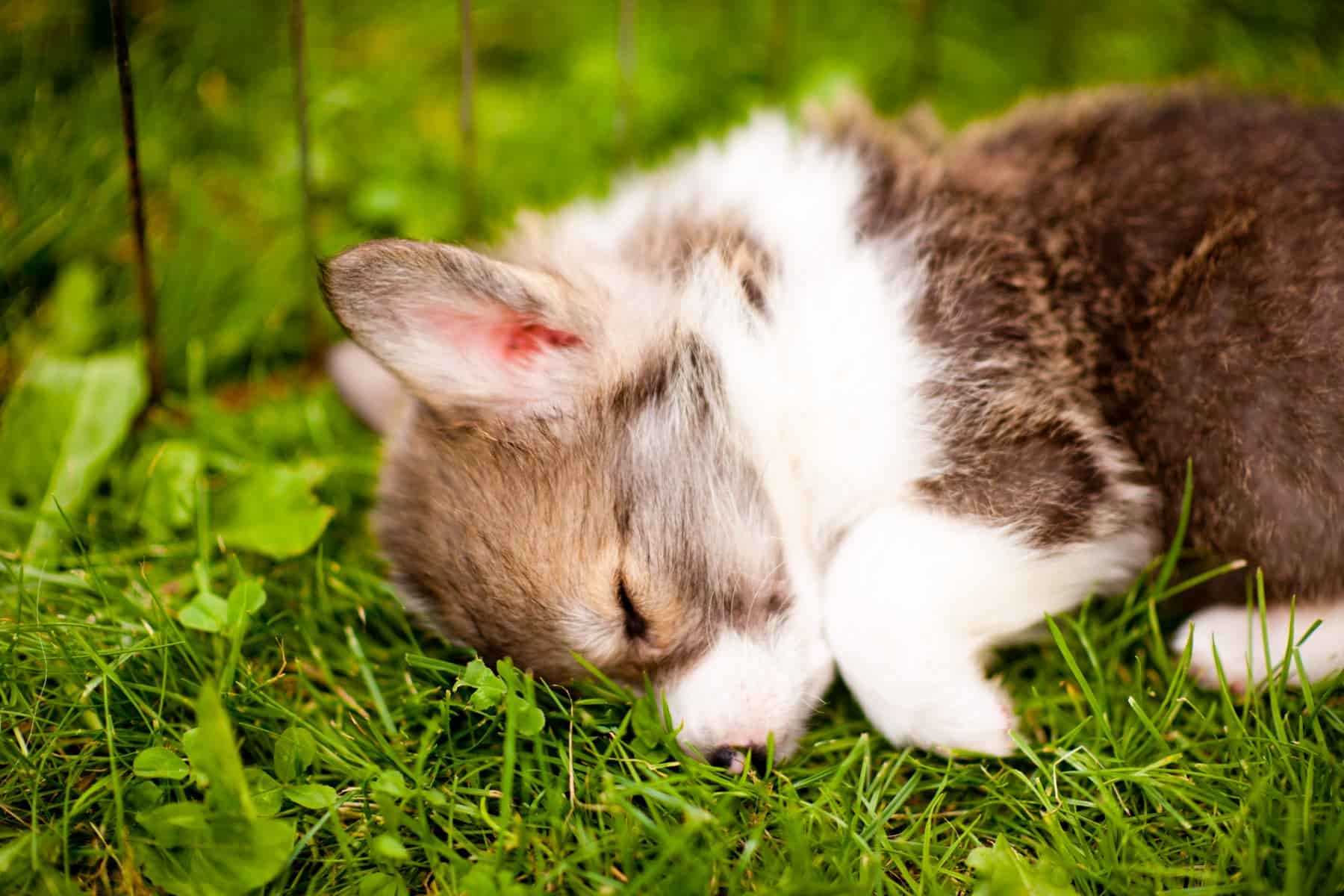 A lazy corgi sleeps in the grass