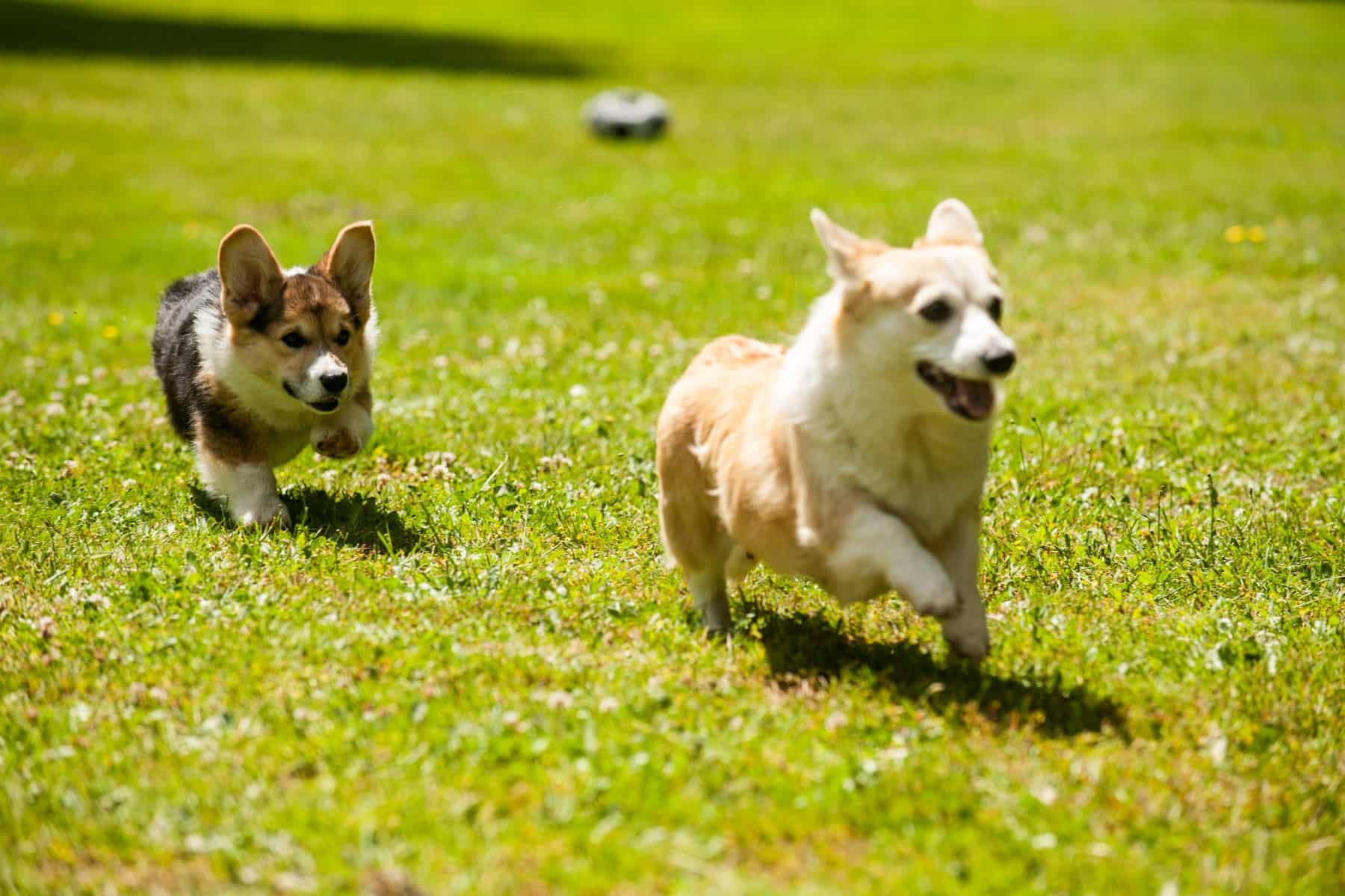 Should I Get Two Corgis? Here's two corgis playing together in the grass outside. It is good for them to socialise with each other.