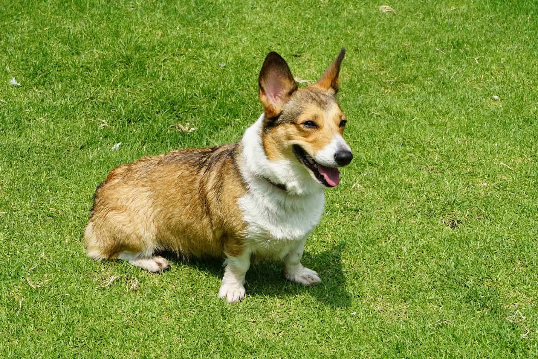 Are corgis playful dogs. This corgi is in the grass outside ready to play.