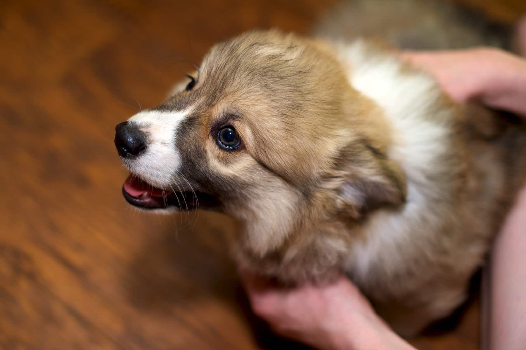 Are Corgis Good House Dogs? This Pembroke Welsh Corgi is happy to be inside being held by his owner.