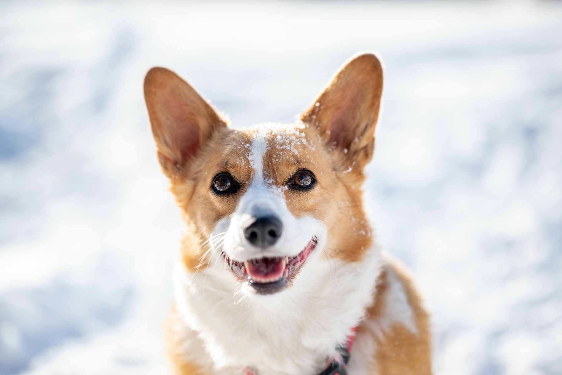 This happy corgi is smiling in the snow.