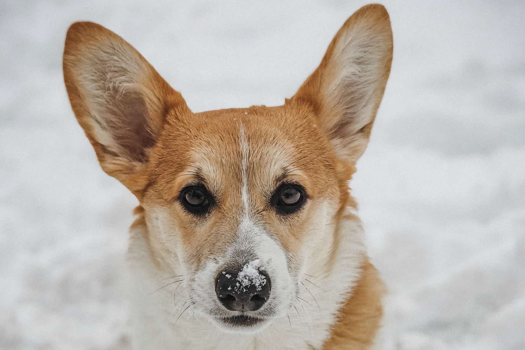 This corgi is covered in snow and looking straight at the camera.
