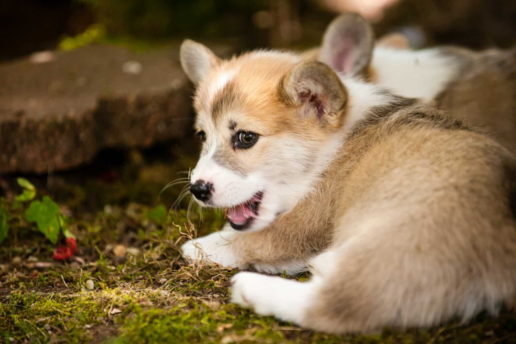 Are Corgis High Maintenance Dogs? This corgi is being naughty, hiding in the garden away from his owner.