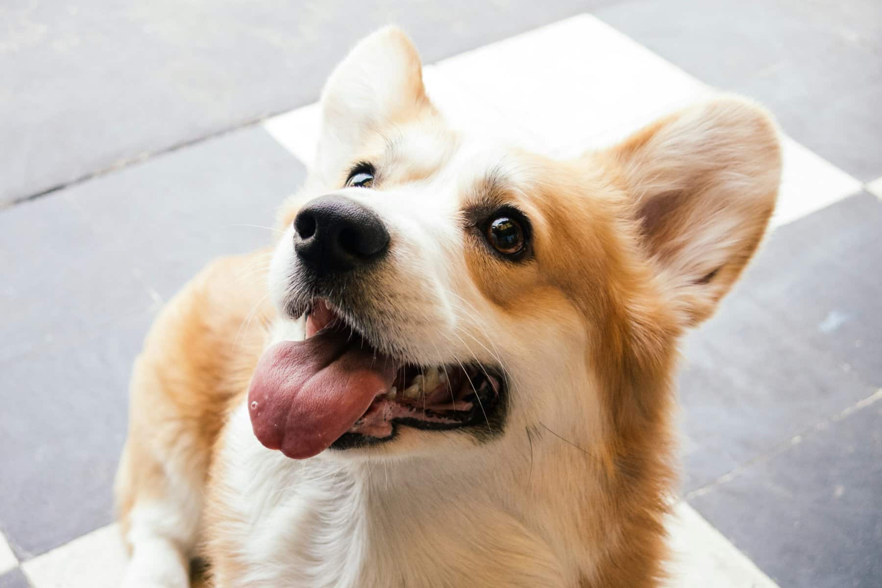 Is it hard to raise a corgi? Tips for new corgi owners to keep their corgi smiling happy like this Pembroke Welsh Corgi looking off at his owner.