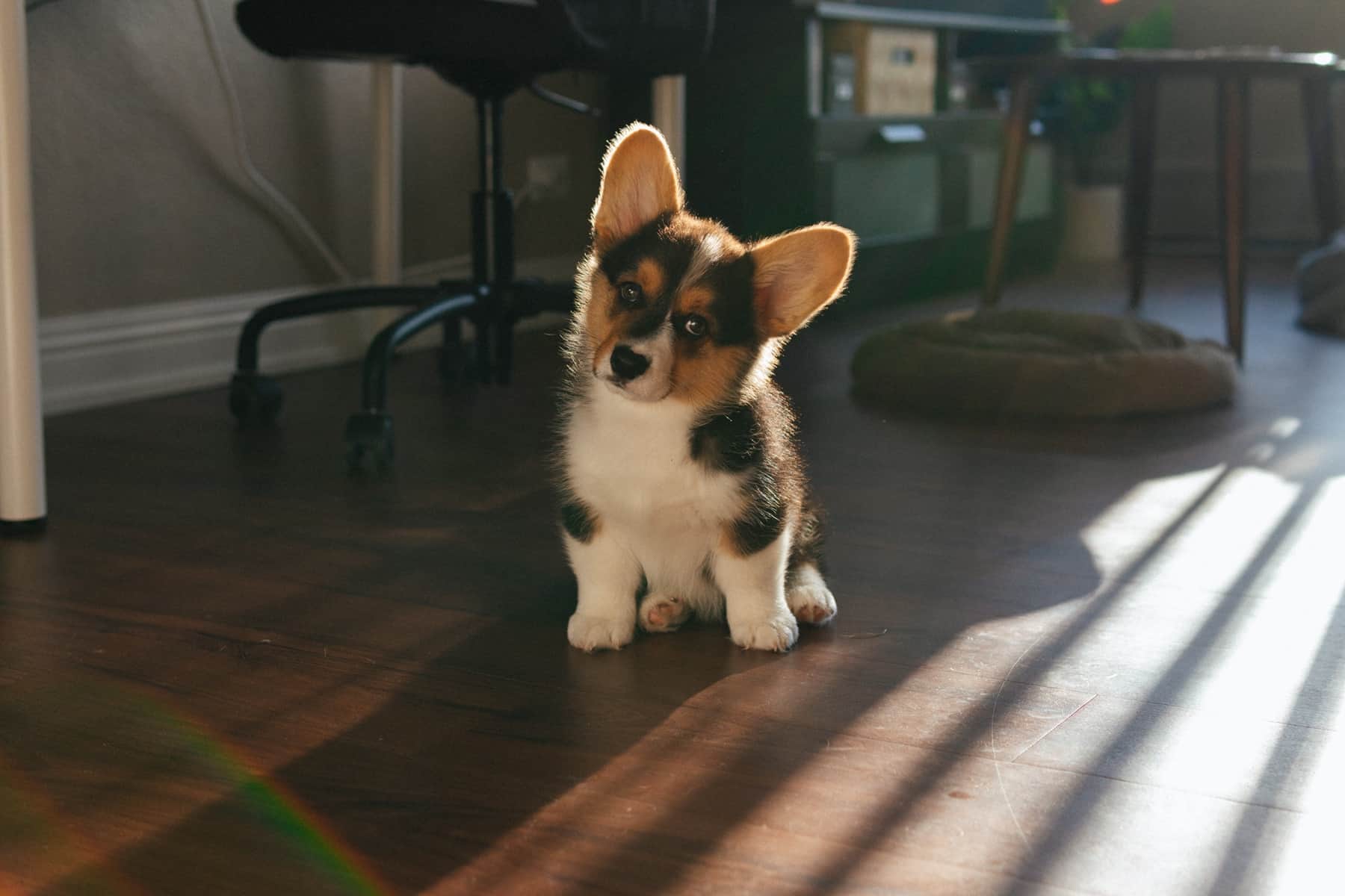 Are corgis social dogs? Yes, and they don't like being left alone like this Pembroke corgi in this dark apartment.