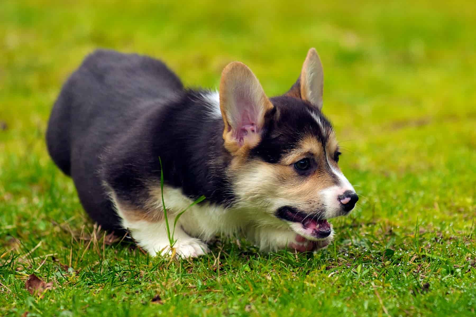 How to train your corgi not to bark? This corgi puppy is learning how not to bark in his backyard.