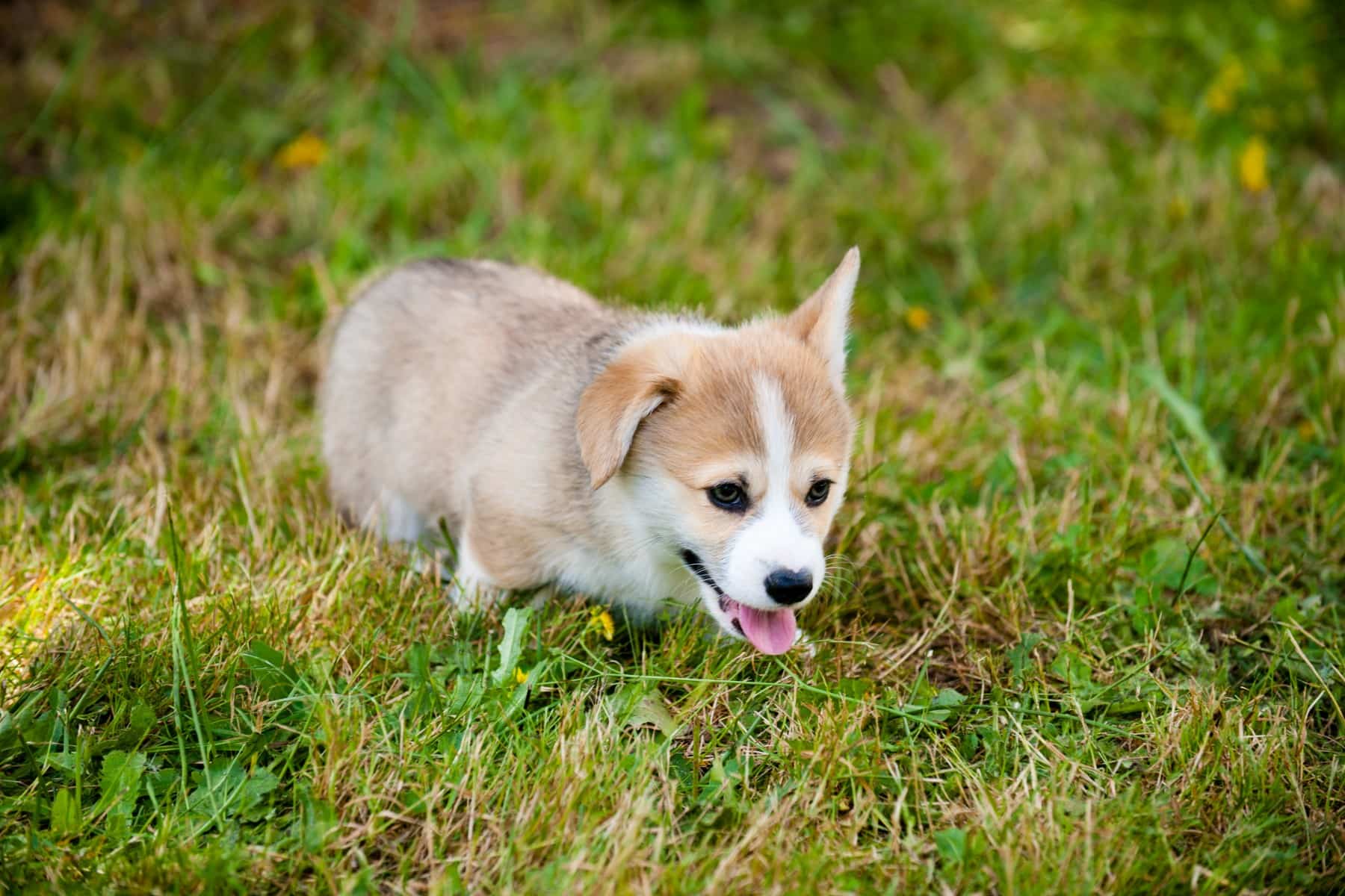 Why Does Everyone Want A Corgi? This Baby Corgi is Cute and Is Playing In The Grass. A Great Reason To Get One.