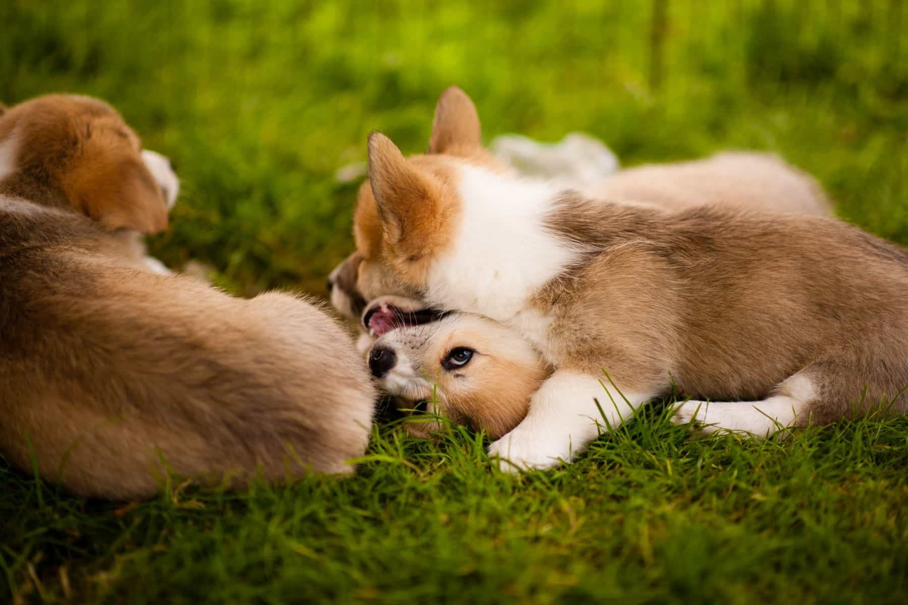 Why corgis fight? Here are three corgi puppies rough-housing in the green grass.