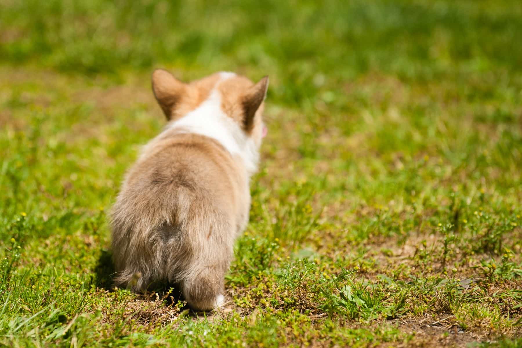 Do Corgis Fart? Yes. This corgi puppy with a short dock tail might be ready to do one now.