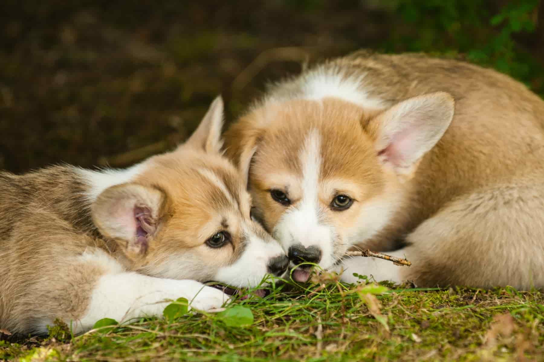 Do you know how to socialise your corgi? These two social corgis are laying with each other on the ground.