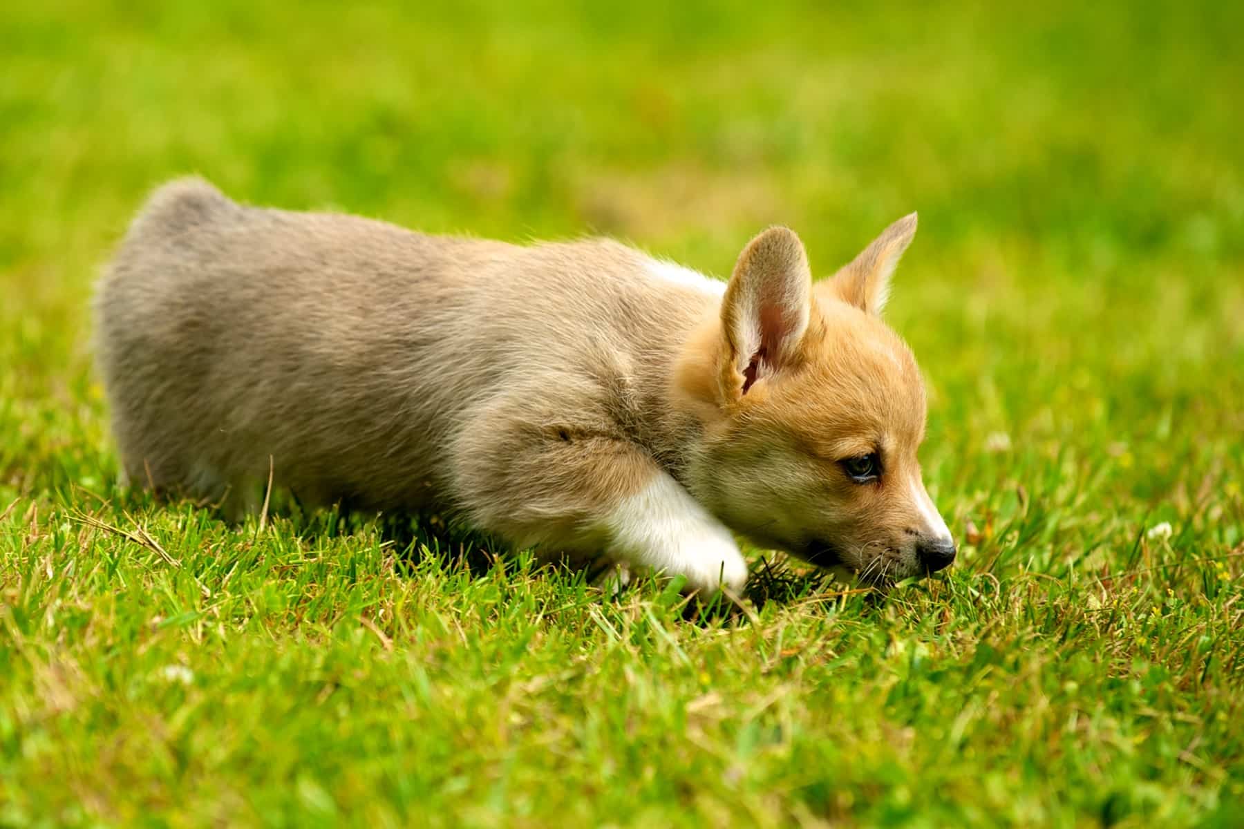 Do Corgis Have Tails? This cute corgi has a tiny tail and is hanging out in the green grass.