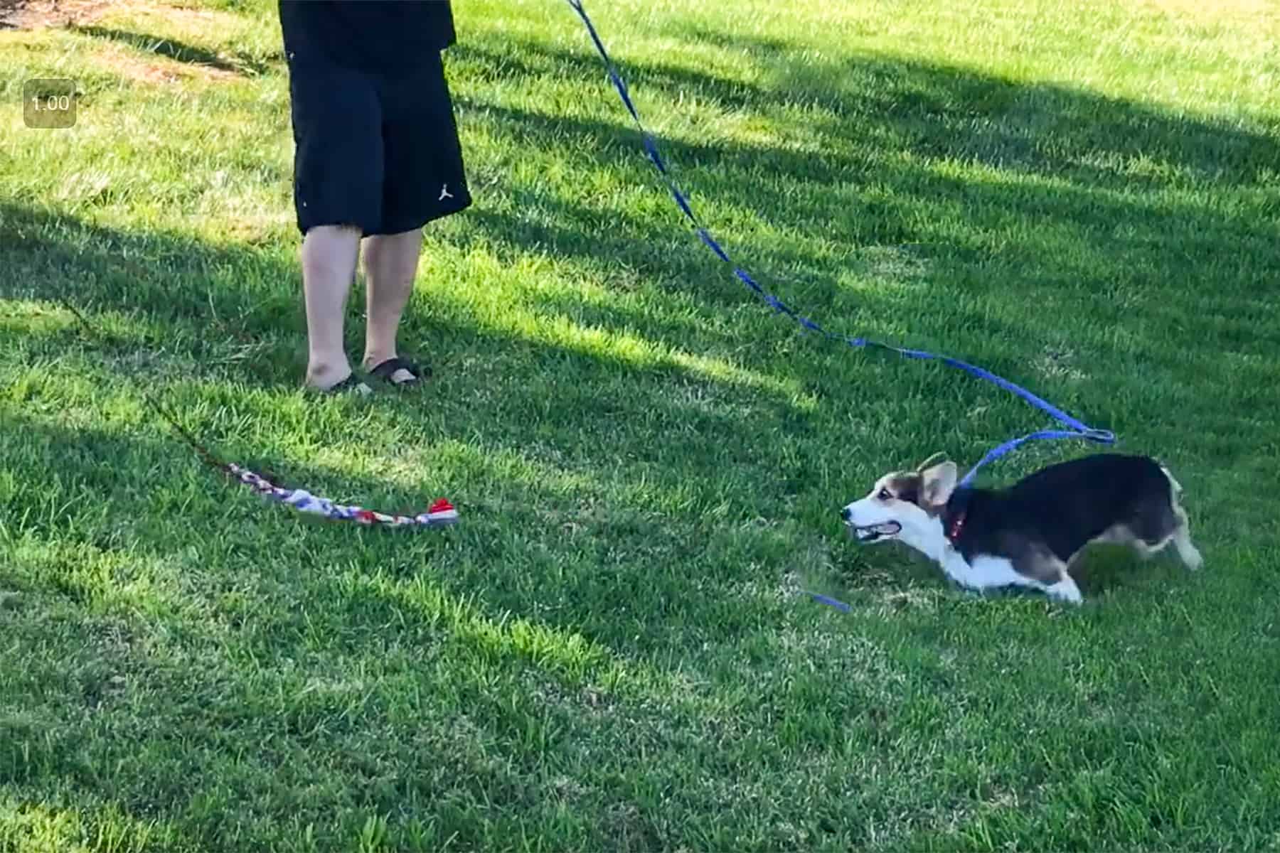 This young corgi is playing with a flirt pole.